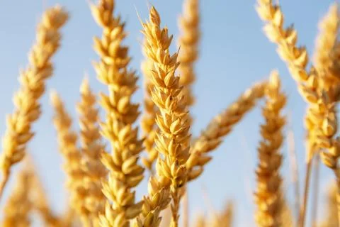 Wheat ear Stock Photos