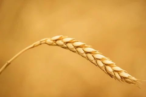 Wheat ear Stock Photos