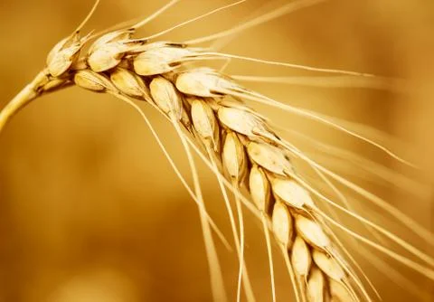 Wheat ear Stock Photos