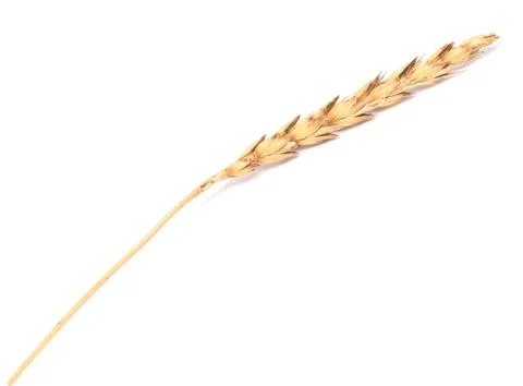 Wheat ear Stock Photos