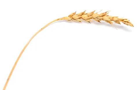 Wheat ear Stock Photos