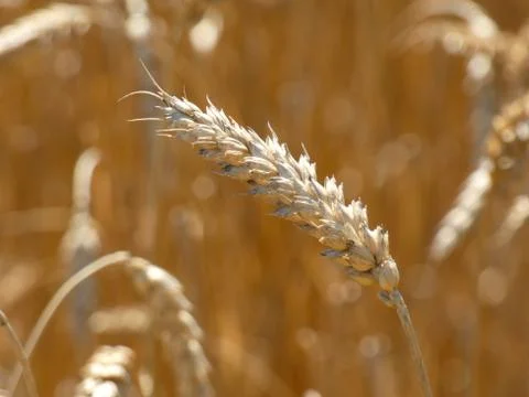 Wheat Ear Foto stock