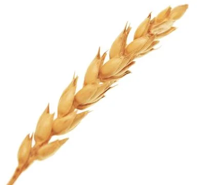 Wheat ear Stock Photos