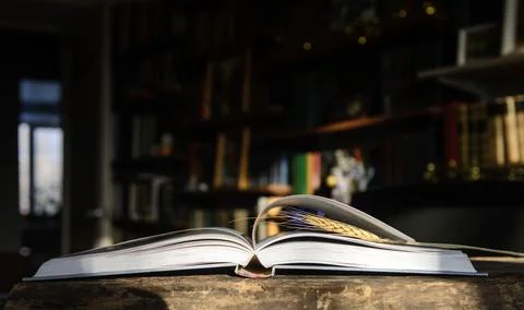 Wheat ear Stock Photos