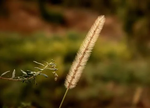 Wheat Ear Stock Photos