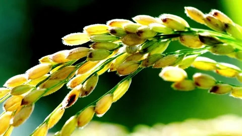 Wheat ear rice ear rice ripening close-up collection-2 Stock Footage 259051036