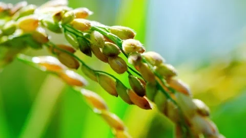 Wheat ear rice ear rice ripening close-up collection-5 Stock Footage 259051222