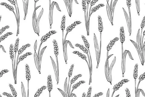 Wheat ear sketch seamless pattern agricultural endless print background 스톡 일러스트