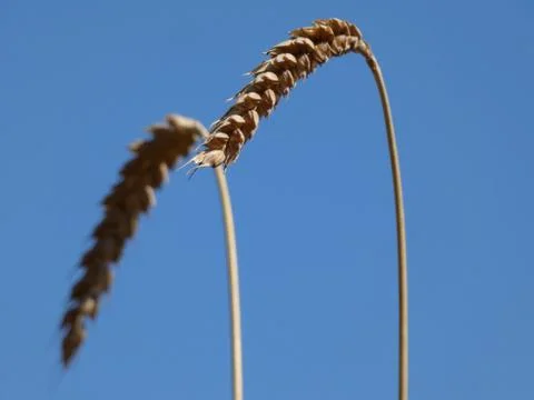 Wheat Ear On the Sky Background Stock Photos