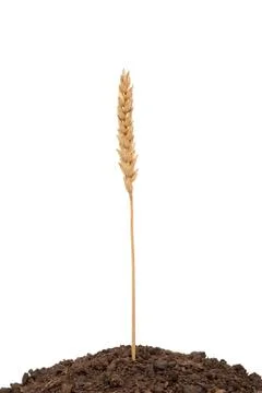 Wheat ear in soil Stock Photos