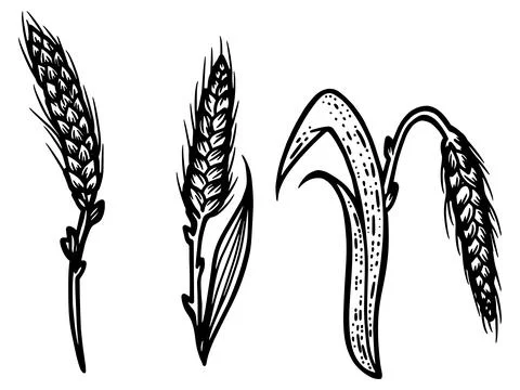 Wheat ear spikelet engraving vector illustration. Scratch board style imitation. Stock Illustration