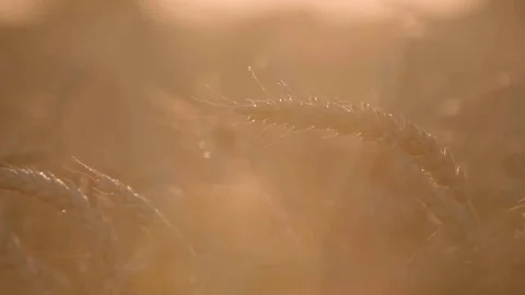 Wheat ear at sunset macro shot. 4K Stock Footage 82224692
