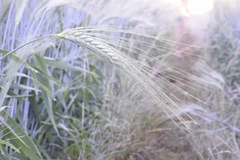 Wheat earrings are shining with the rays of the sun. The sun scattering over Stock Photos