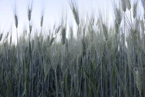 Wheat earrings are shining with the rays of the sun. The sun scattering over Stock Photos