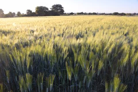 Wheat earrings are shining with the rays of the sun. The sun scattering over Stock Photos