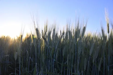 Wheat earrings are shining with the rays of the sun. The sun scattering over Stock Photos