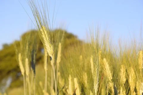 Wheat earrings are shining with the rays of the sun. The sun scattering over Stock Photos