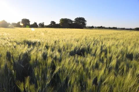 Wheat earrings are shining with the rays of the sun. The sun scattering over Stock Photos