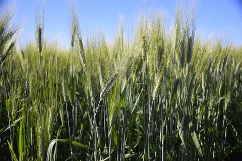 Wheat earrings are shining with the rays of the sun. The sun scattering over Foto stock