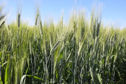 Wheat earrings are shining with the rays of the sun. The sun scattering over Stock Photos