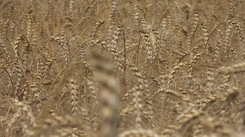 Wheat Ears 2 動画素材 96196871