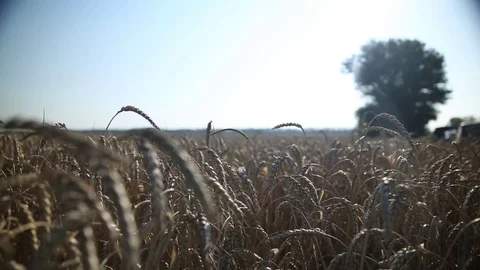 The wheat ears 8 Stock Footage 74446132