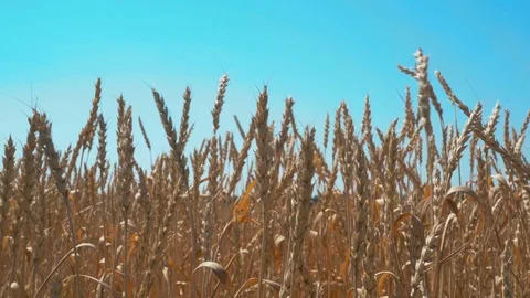 Wheat ears against the sky Stock Footage 114347253