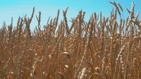 Wheat ears against the sky Stock Footage 114347260