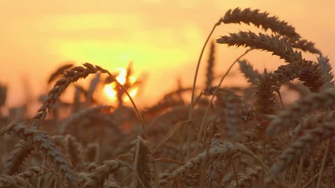 Wheat ears against sunset. time lapse shot Stock Footage 109500043