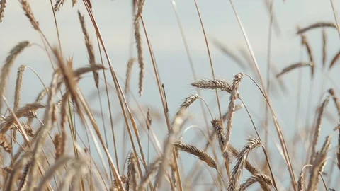 Wheat ears in the agricultural field 스톡 동영상 117964044