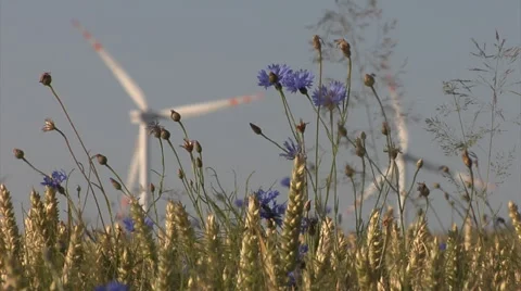 Wheat ears and cornflowers with a wind turbines in the background Stock Footage 52320165