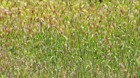Wheat Ears and Reeds Dancing in the Wind Stock Footage 195776847