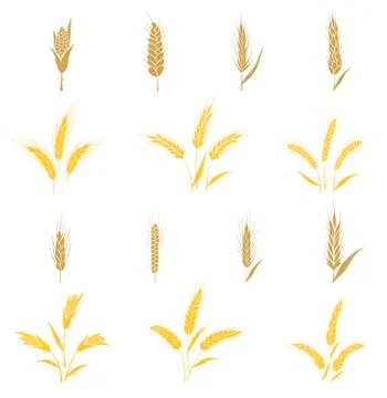 Wheat ears and seed. Stock Illustration