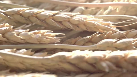 Wheat Ears and Sun 4K TZ Stock Footage 318831349