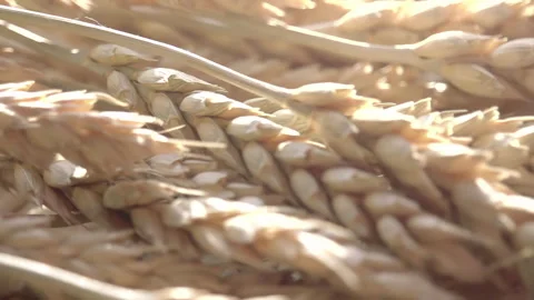 Wheat Ears and Sun 4K 2TZ Stock Footage 319753945