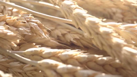 Wheat Ears and Sun Stock Footage 46831427
