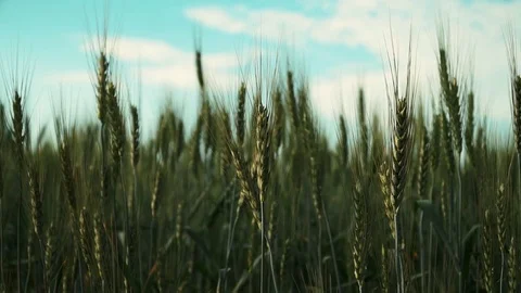 Wheat ears are gaining strength. Stock Footage 84030571