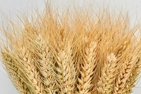 Wheat ears background. Foto stock