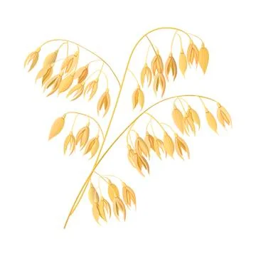 Wheat ears, barley. Cereal 3d icon vector. Grains and ears. Harvest time seed Stock Illustration