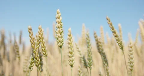 Wheat ears with beige grains in sharp focus under a clear blue sky, 8K Stock Footage 339240225