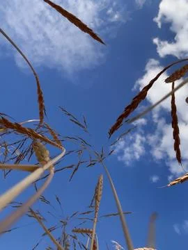 Wheat Ears From Below Against Blue Sky With Clouds 스톡 사진