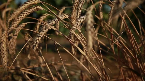 Wheat ears bent to the ground Stock Footage 74450924