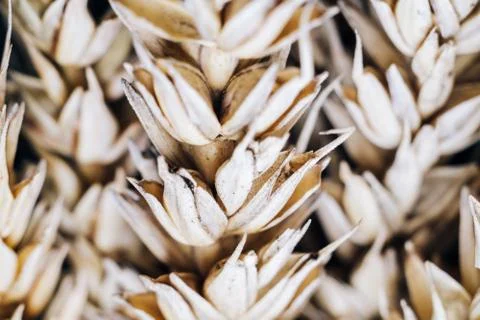 Wheat ears on a black background. Macro shooting of cereals 스톡 사진