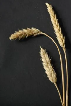 Wheat ears on black background Stock Photos