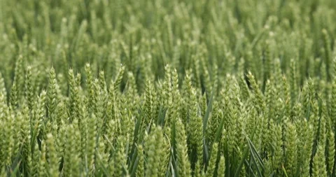Wheat ears blowing in the wind Vídeos de archivo 137454879
