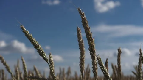 Wheat ears on a blue sky background 스톡 동영상 233247098