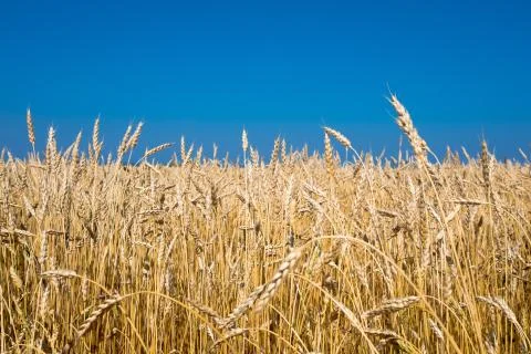 Wheat ears on blue sky background Stock Photos