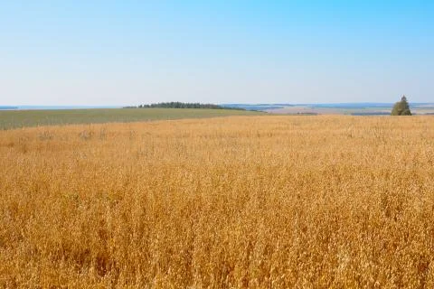 Wheat ears on blue sky background Stock Photos