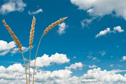 Wheat ears on the blue sky Stock Photos