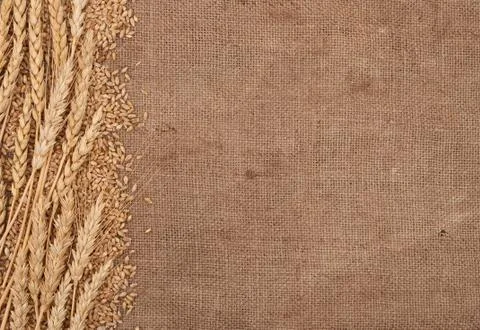Wheat ears border on burlap background Stock Photos